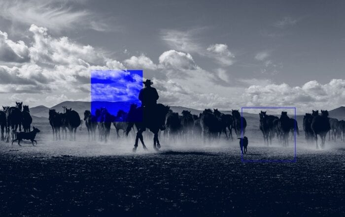 man herding a group of bulls